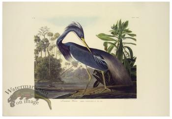 Louisiana Heron L.E.